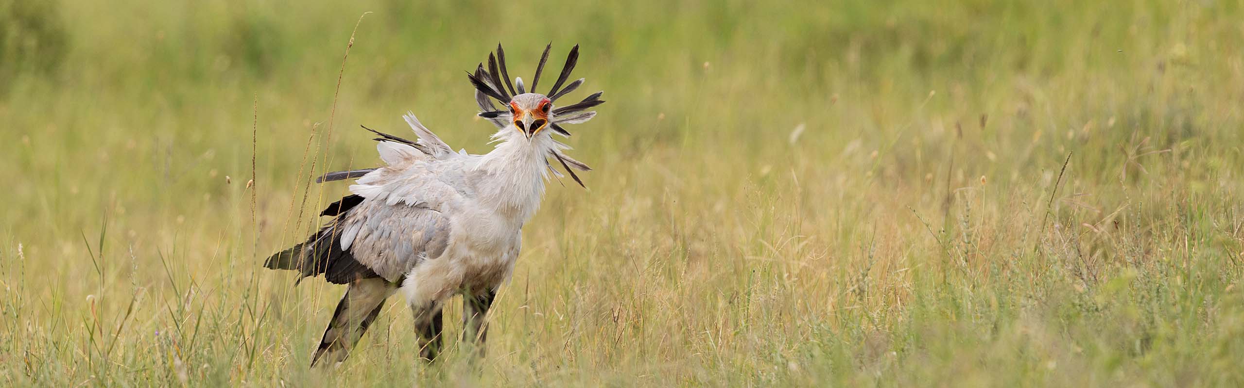 Secretarybird2 Field Guides Birding Tours Kenya Tanzania Secretarybird2 Field Guides Birding Tours Kenya Tanzania