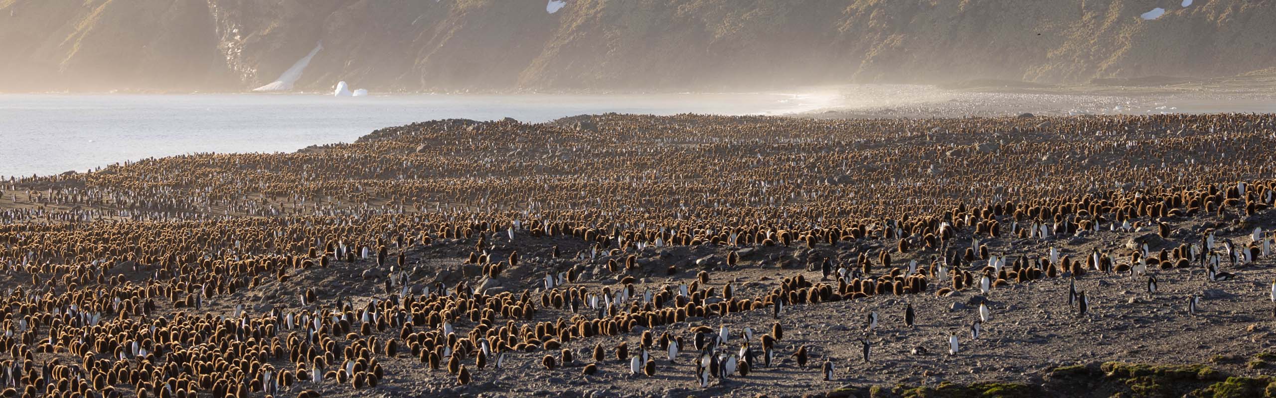 King Penguins Field Guides Birding Tours Antarctica King Penguins Field Guides Birding Tours Antarctica