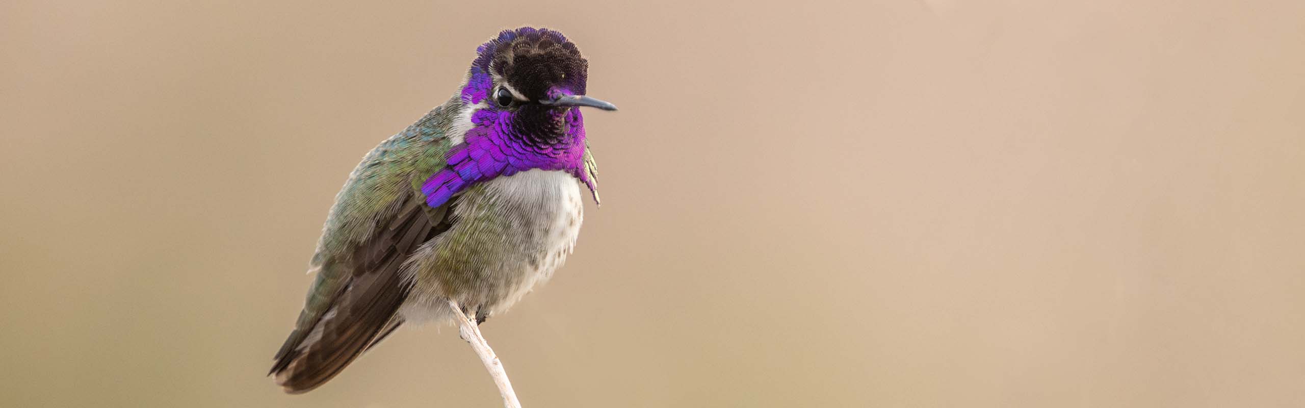 Costas Hummingbird Field Guides Birding Tours ARIZONA USA