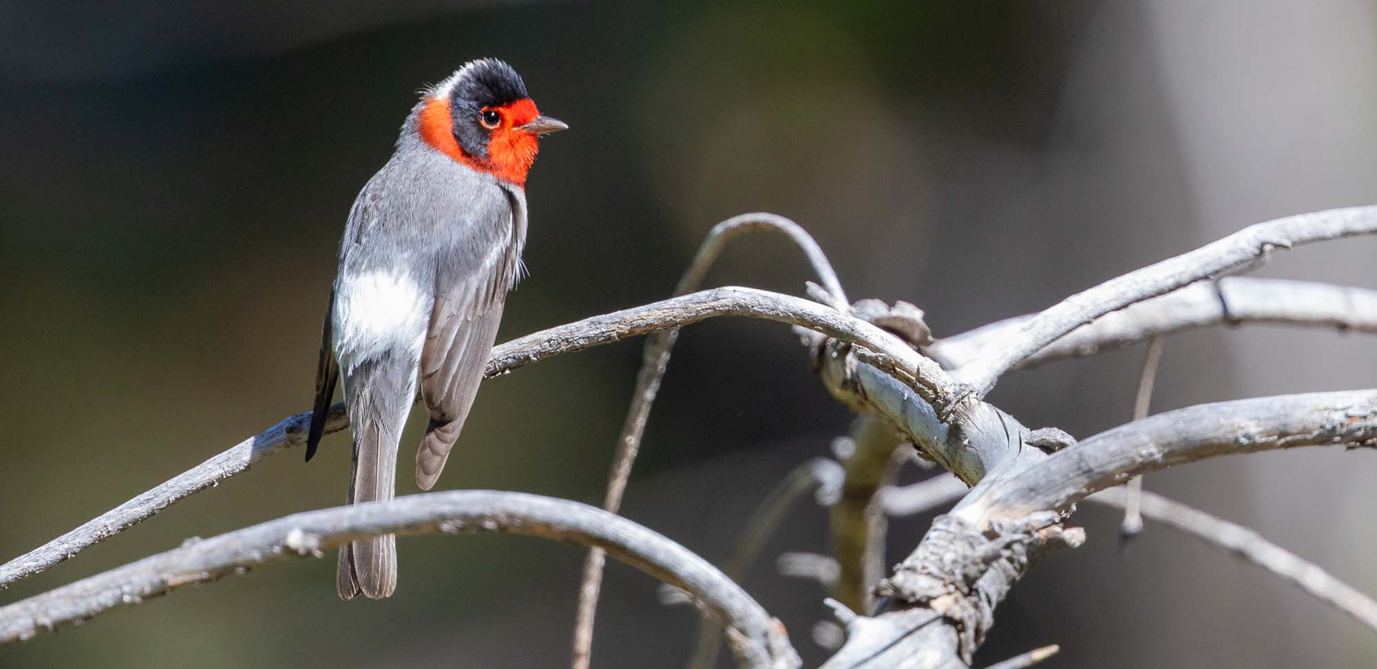 Red-faced Warbler Field Guides Birding Tours ARIZONA USA