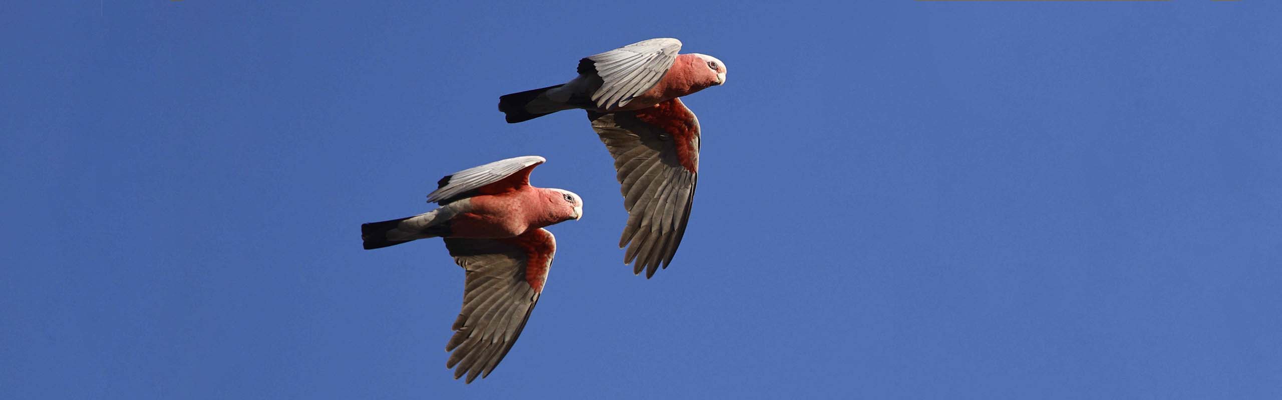 Galahs Field Guides Birding Tours Australia