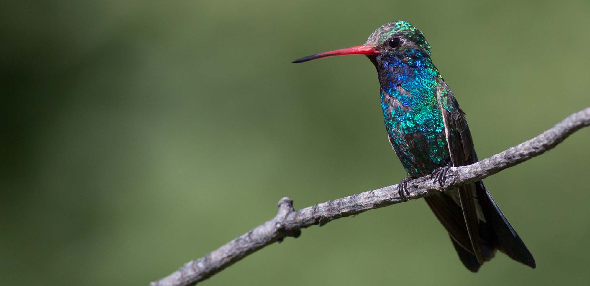 Broad-billed Hummingbird Field Guides Birding Tours ARIZONA USA