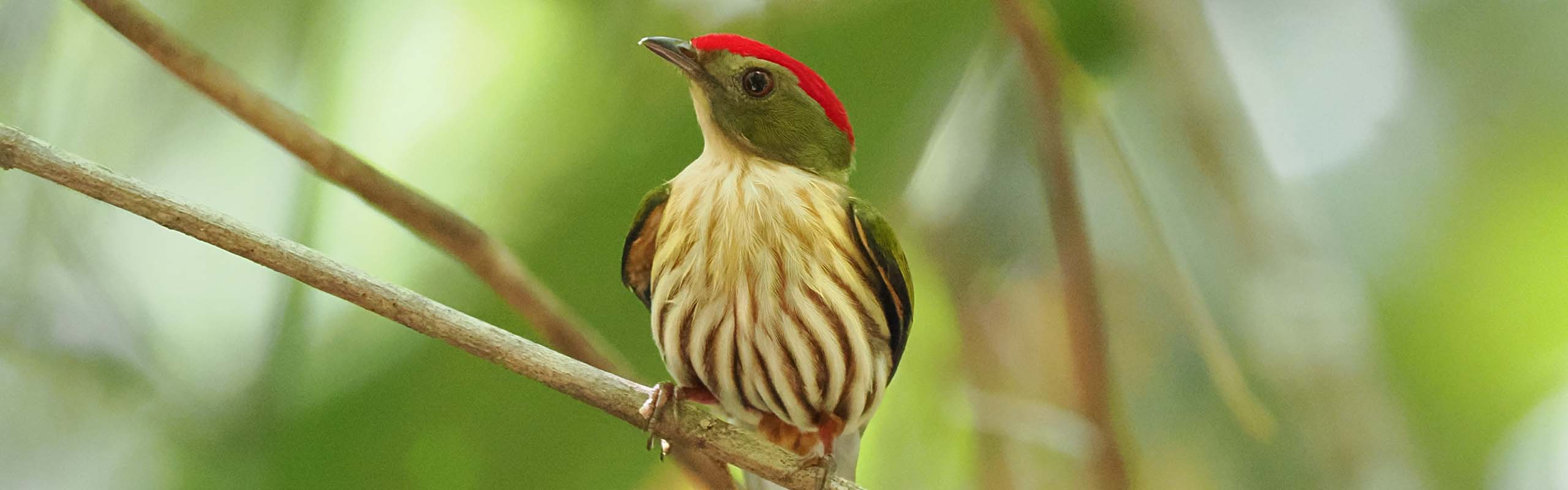 Kinglet Manakin Field Guides Birding Tours Brazil Kinglet Manakin Field Guides Birding Tours Brazil