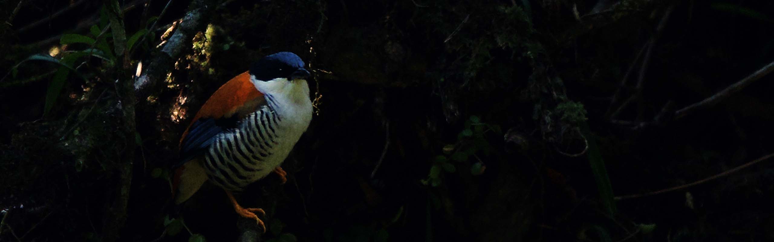 Himalayan Cutia Field Guides Birding Tours Bhutan