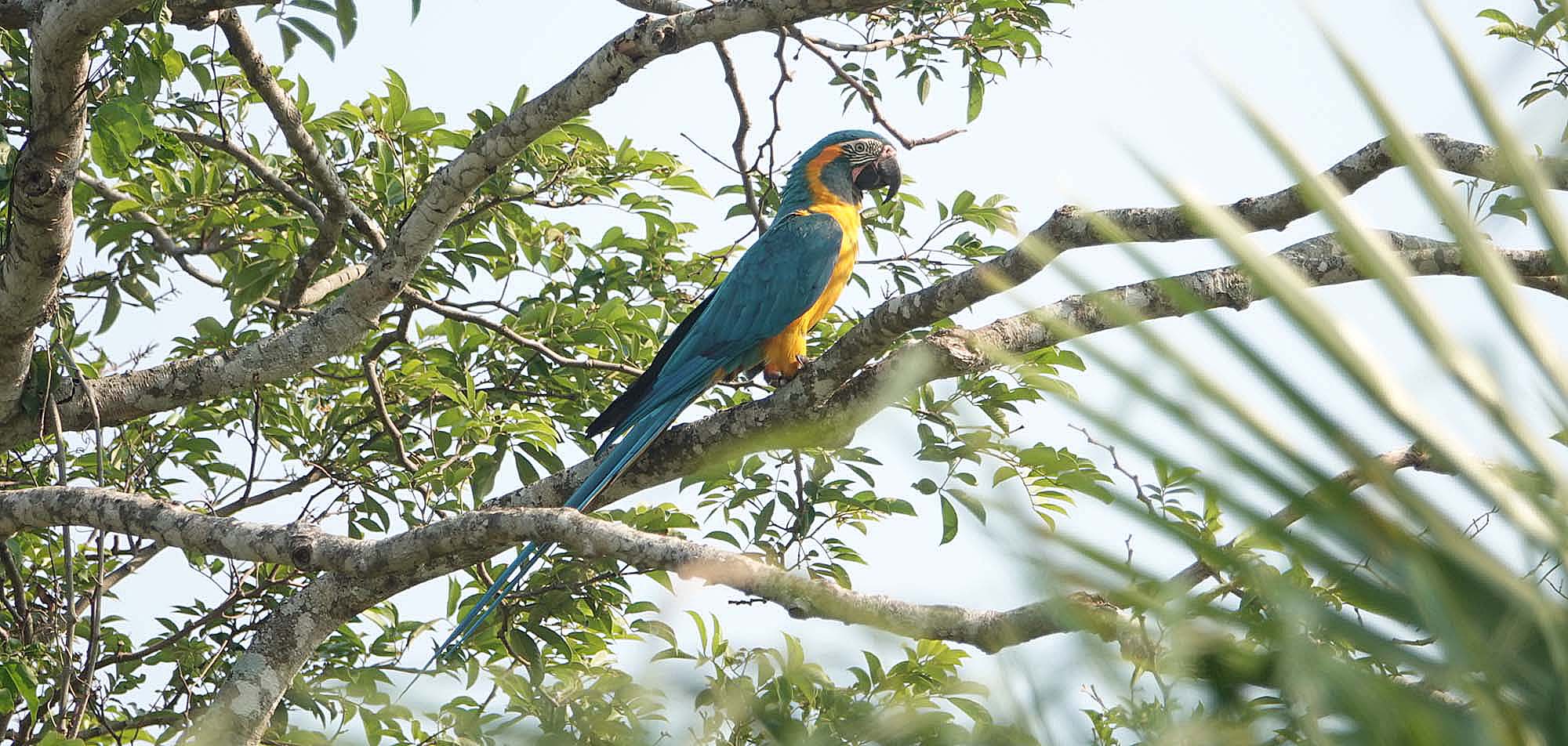 Blue-throated Macaw Field Guides Birding Tours Bolivia