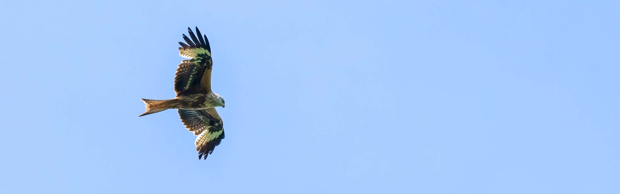 Red Kite Field Guides Birding Tours United kingdom Red Kite Field Guides Birding Tours United kingdom