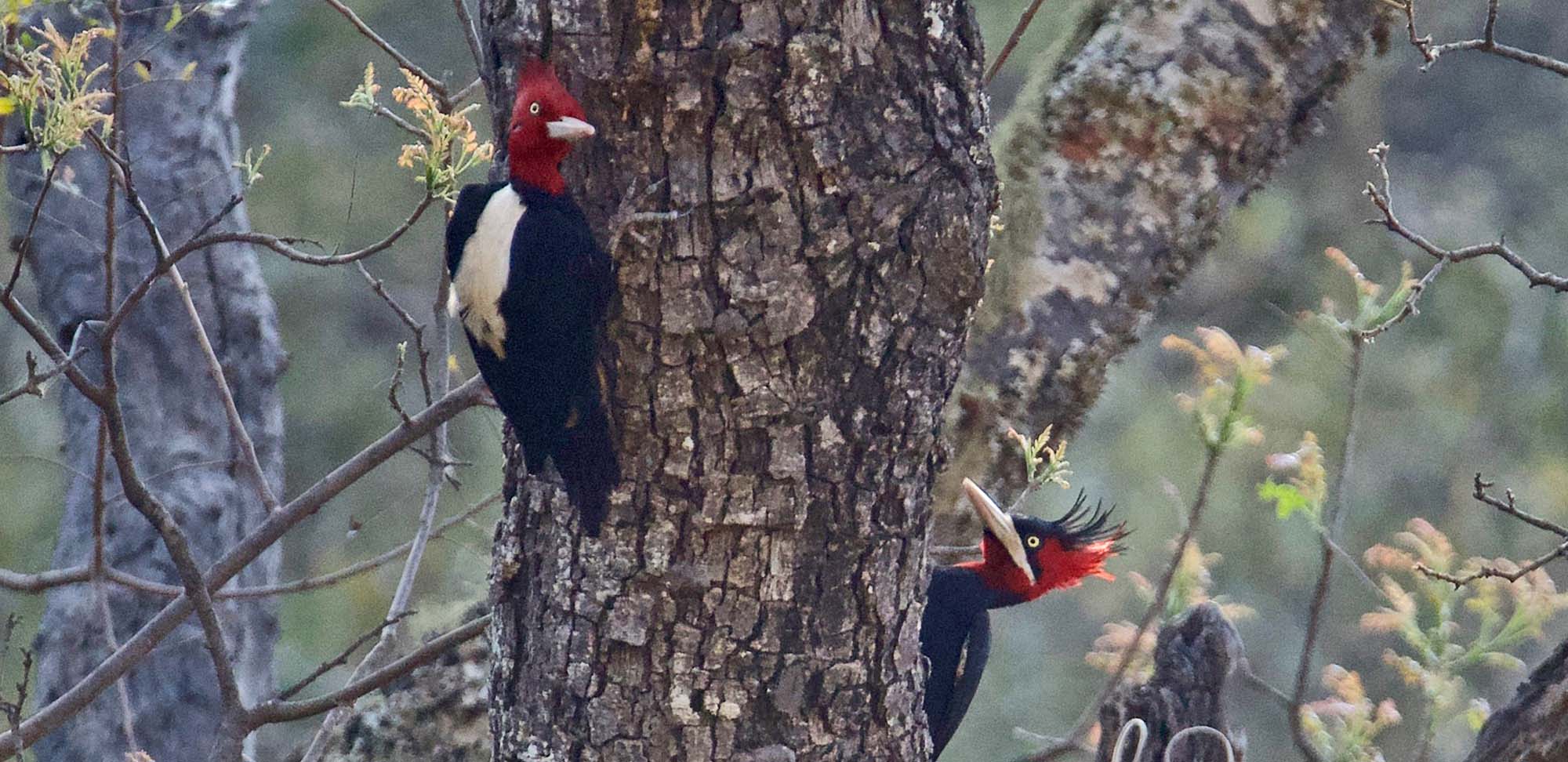 Cream-backed Woodpecker Field Guides Birding Tours Bolivia