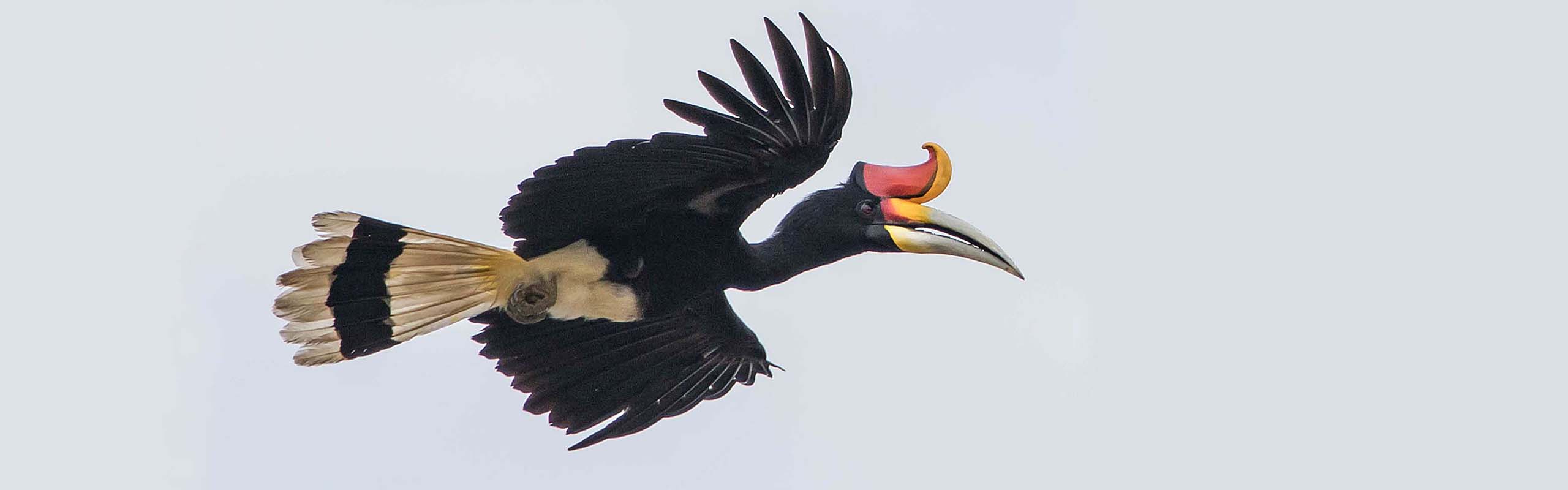 Rhinoceros Hornbill2 Field Guides Birding Tours Malaysia (borneo)