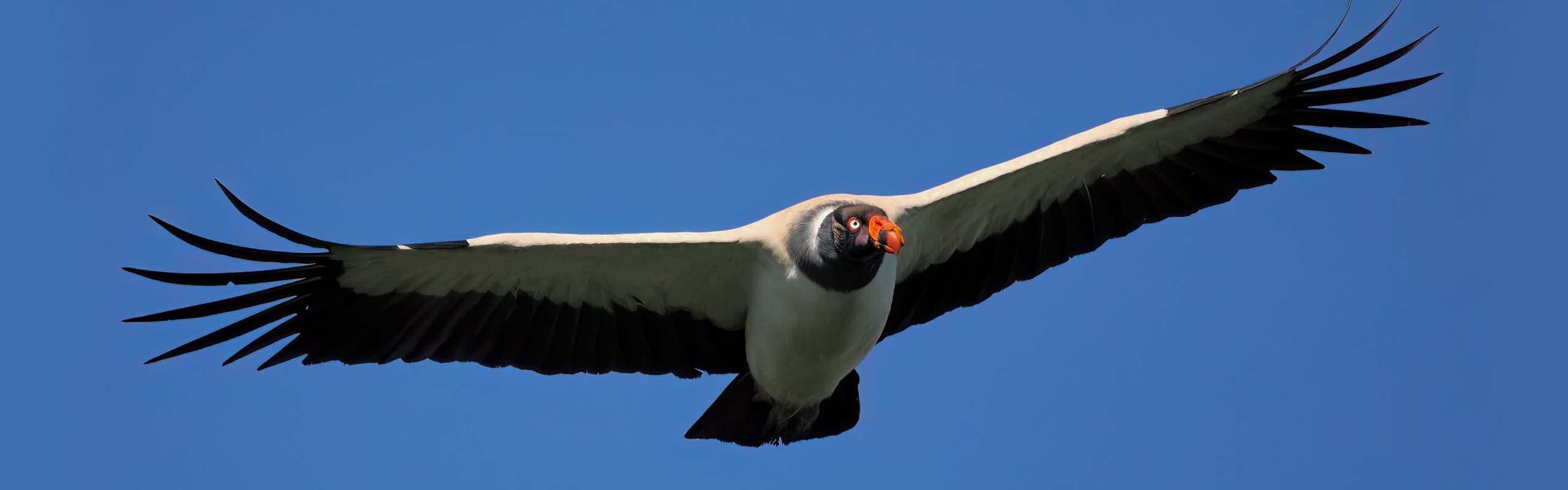 King Vulture Field Guides Birding Tours Belize King Vulture Field Guides Birding Tours Belize