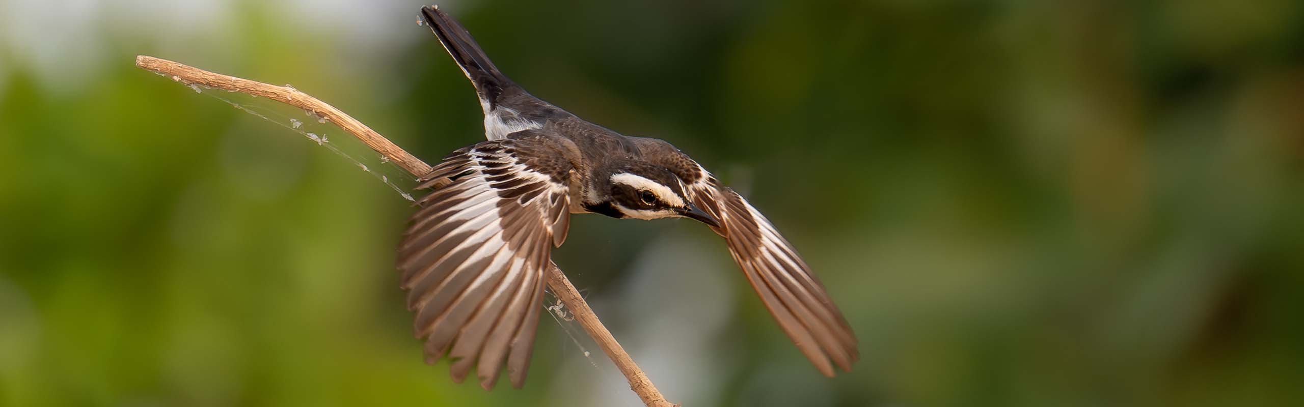 Mekong Wagtail Field Guides Birding Tours Cambodia Mekong Wagtail Field Guides Birding Tours Cambodia