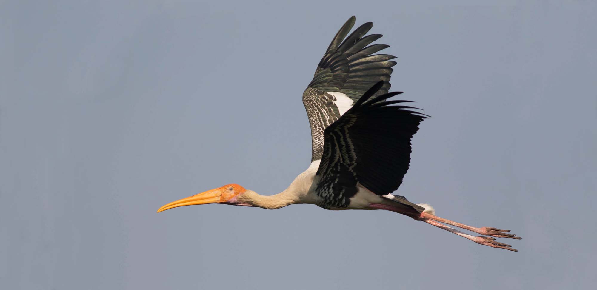 Painted Stork Field Guides Birding Tours Cambodia