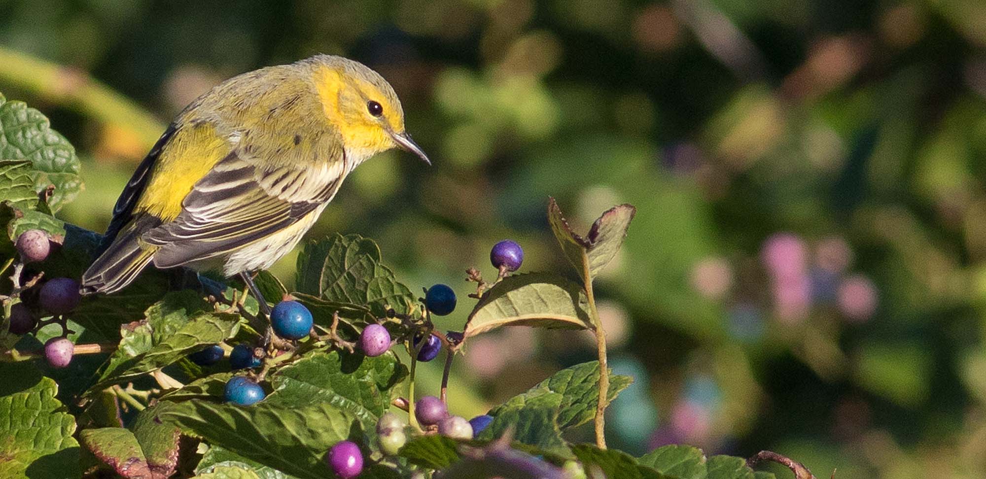 Cape May Warbler Field Guides Birding Tours NEW JERSEY USA