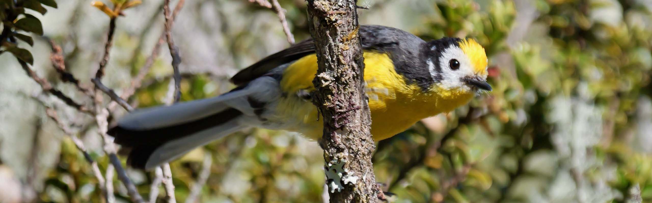 Golden-fronted Redstart Field Guides Birding Tours Colombia Golden-fronted Redstart Field Guides Birding Tours Colombia