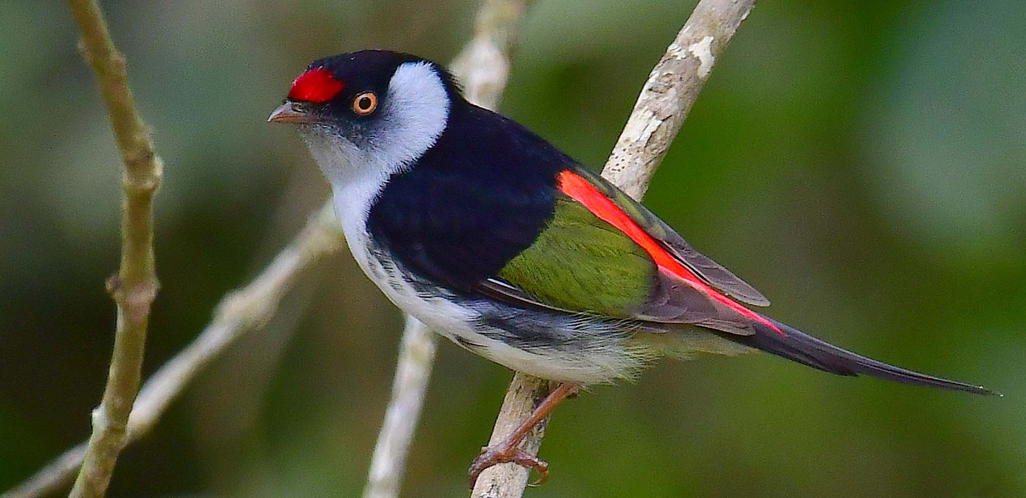 Pin-tailed Manakin Field Guides Birding Tours Brazil