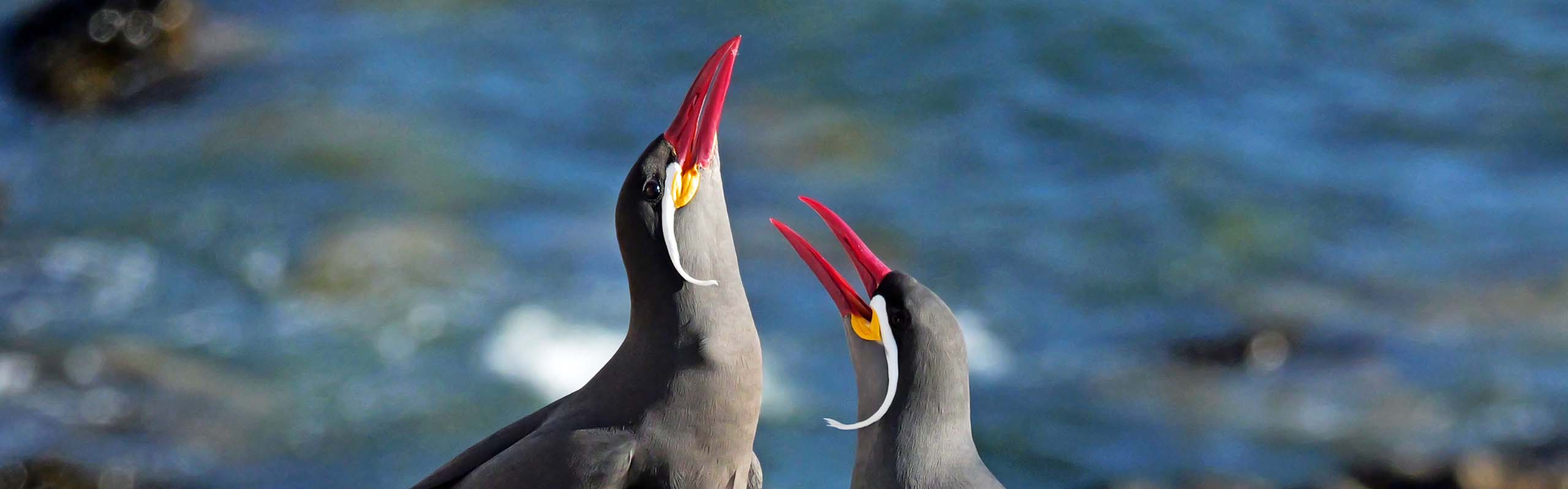 Inca Terns Field Guides Birding Tours Chile Inca Terns Field Guides Birding Tours Chile