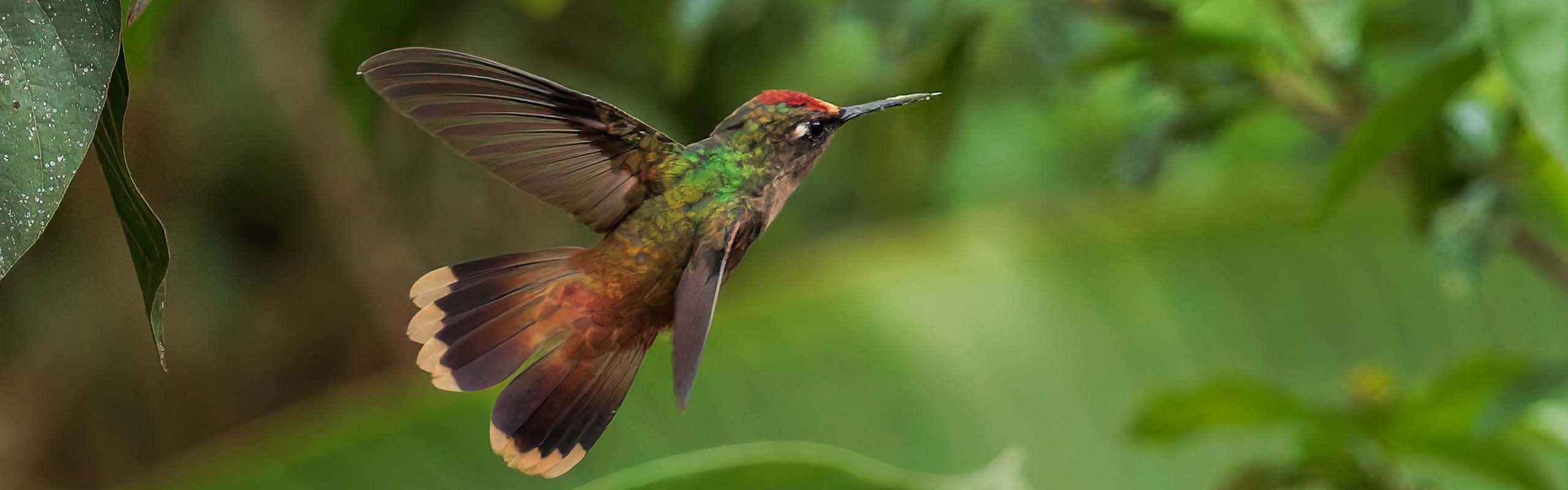 Santa Marta Blossomcrown Field Guides Birding Tours Colombia Santa Marta Blossomcrown Field Guides Birding Tours Colombia