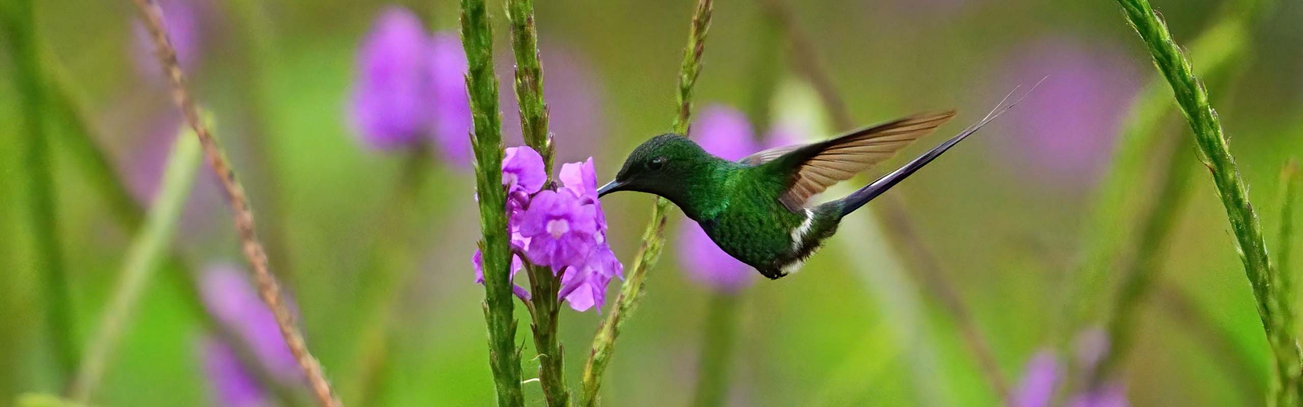 Green Thorntail Field Guides Birding Tours Costa rica Green Thorntail Field Guides Birding Tours Costa rica