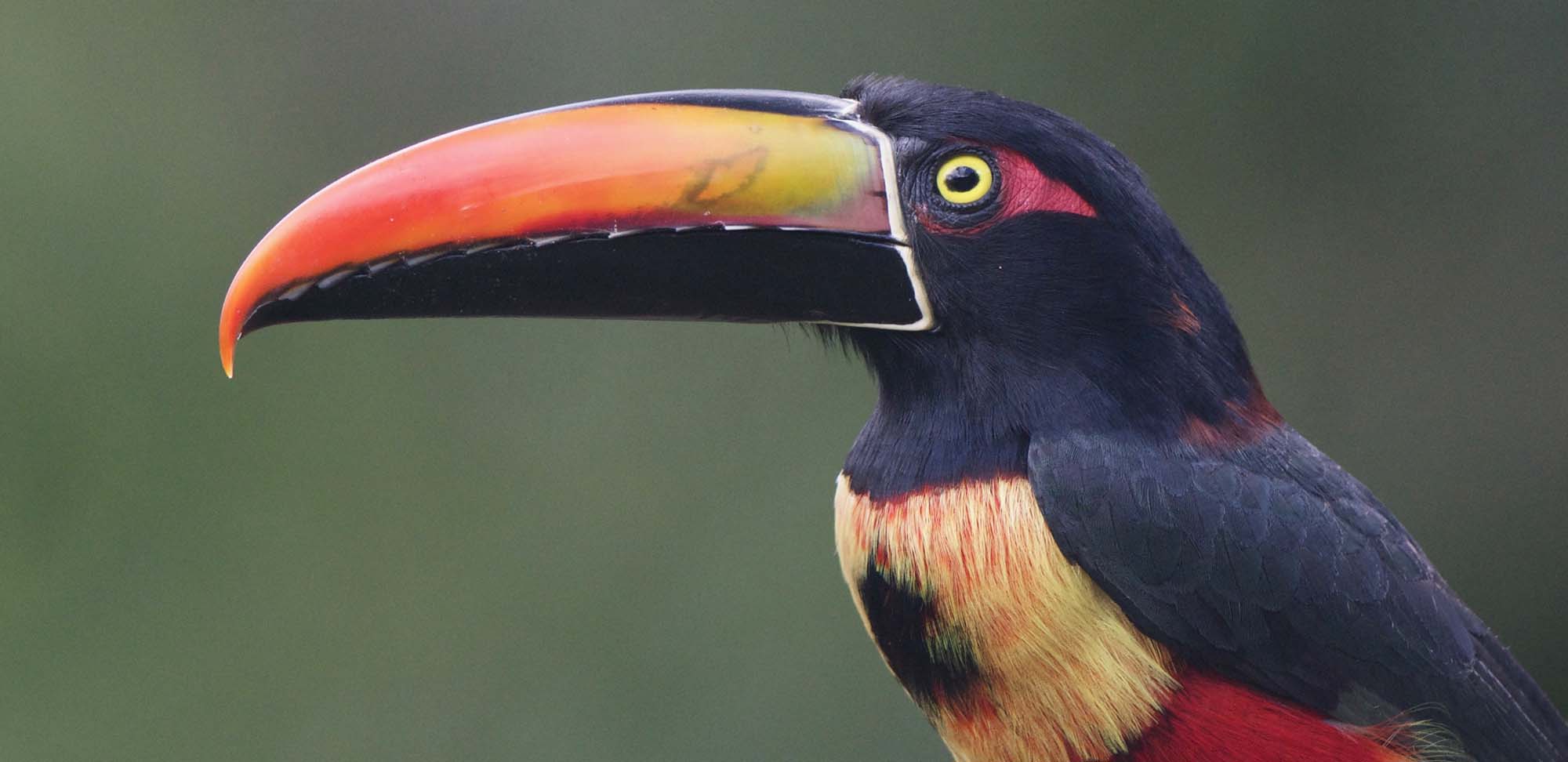 Fiery-billed Aracari Field Guides Birding Tours Costa rica