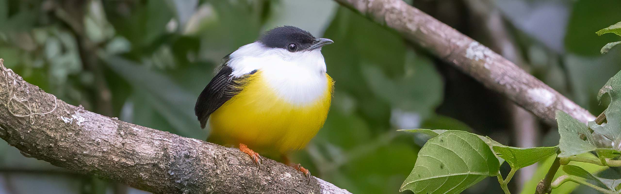 White-collared Manakin Field Guides Birding Tours Costa rica White-collared Manakin Field Guides Birding Tours Costa rica