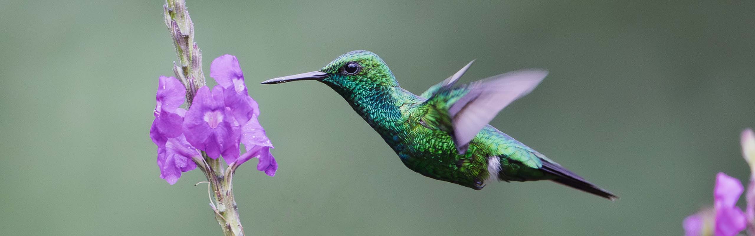 Garden Emerald Field Guides Birding Tours Costa rica Garden Emerald Field Guides Birding Tours Costa rica