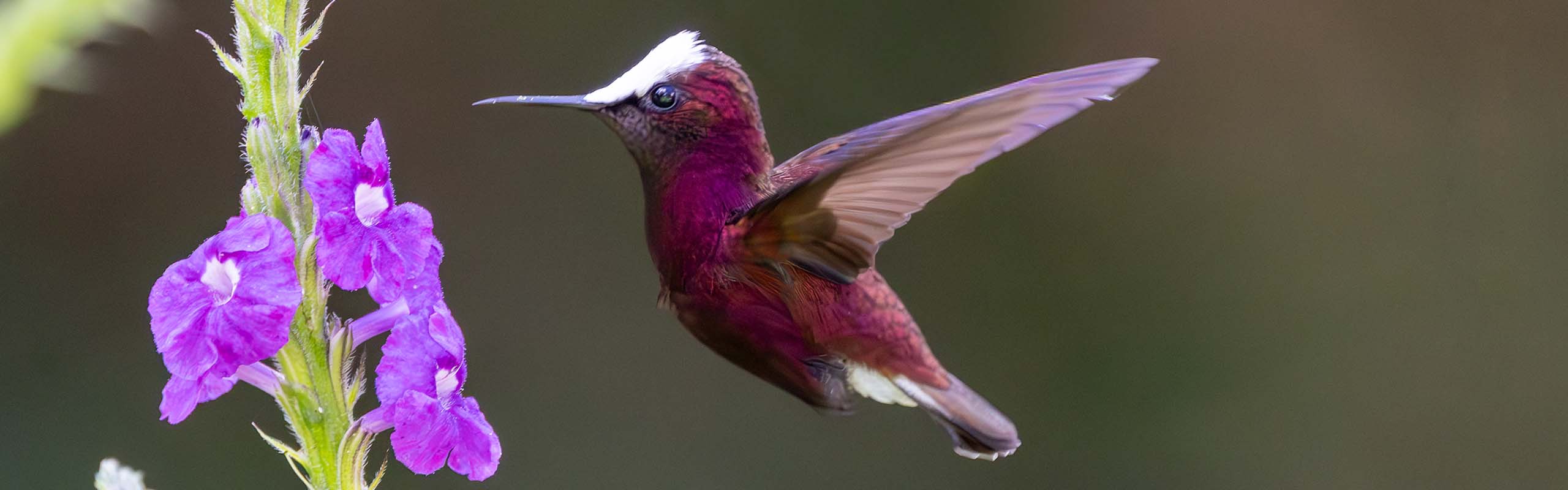 Snowcap Field Guides Birding Tours Costa rica Snowcap Field Guides Birding Tours Costa rica