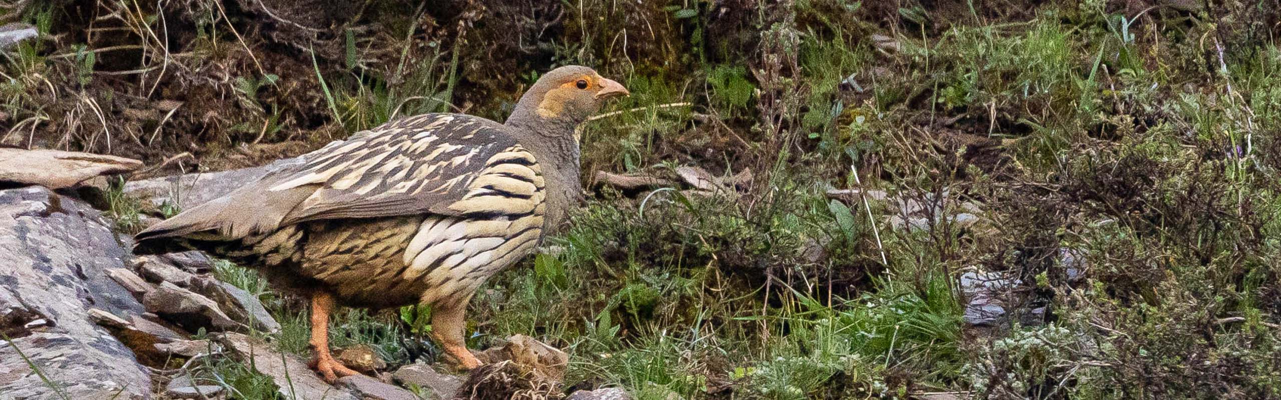 Tibetan Snowcock Field Guides Birding Tours China