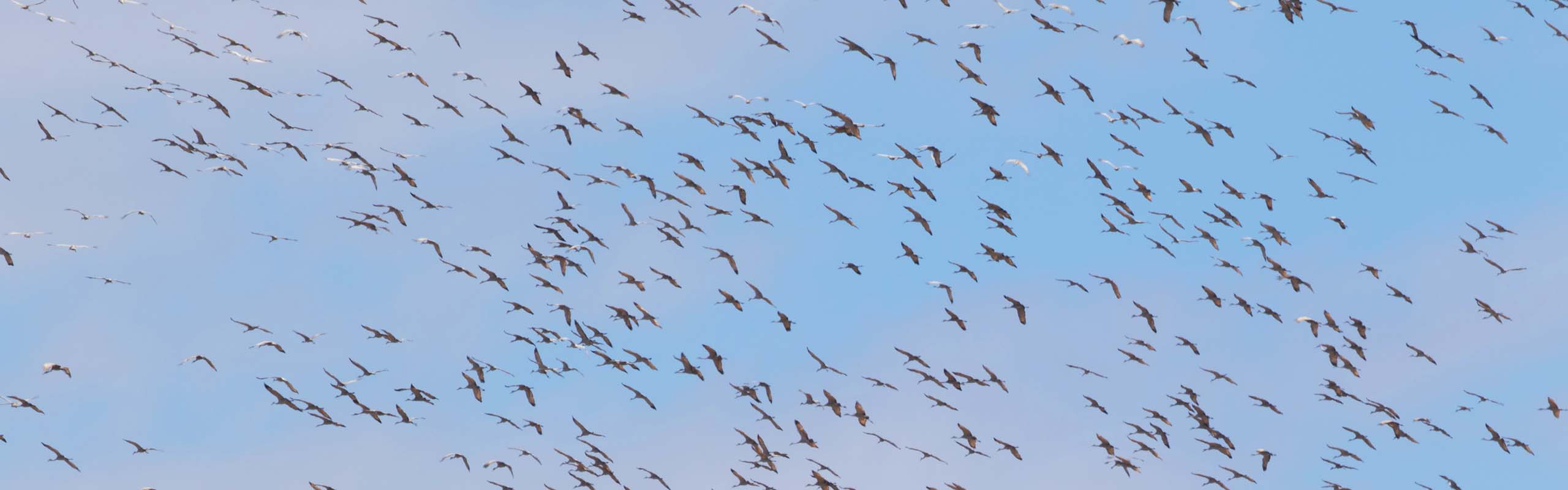 Sandhill Crane Field Guides Birding Tours NEBRASKA USA Sandhill Crane Field Guides Birding Tours NEBRASKA USA