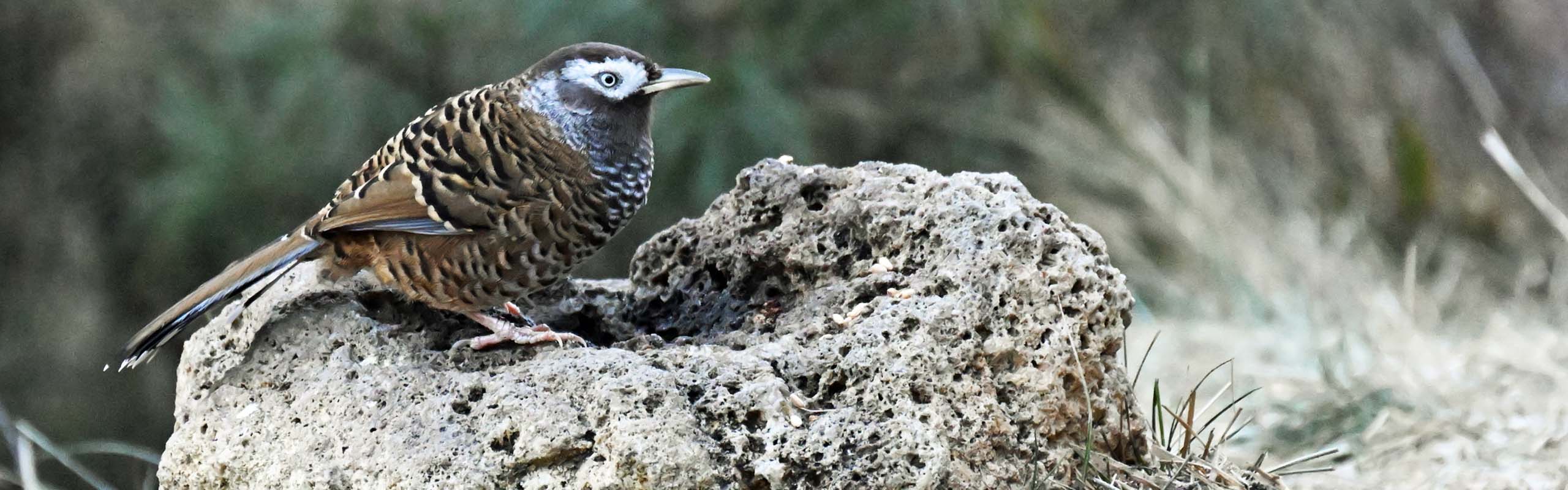 Biet Laughingthrush Field Guides Birding Tours China Biet Laughingthrush Field Guides Birding Tours China