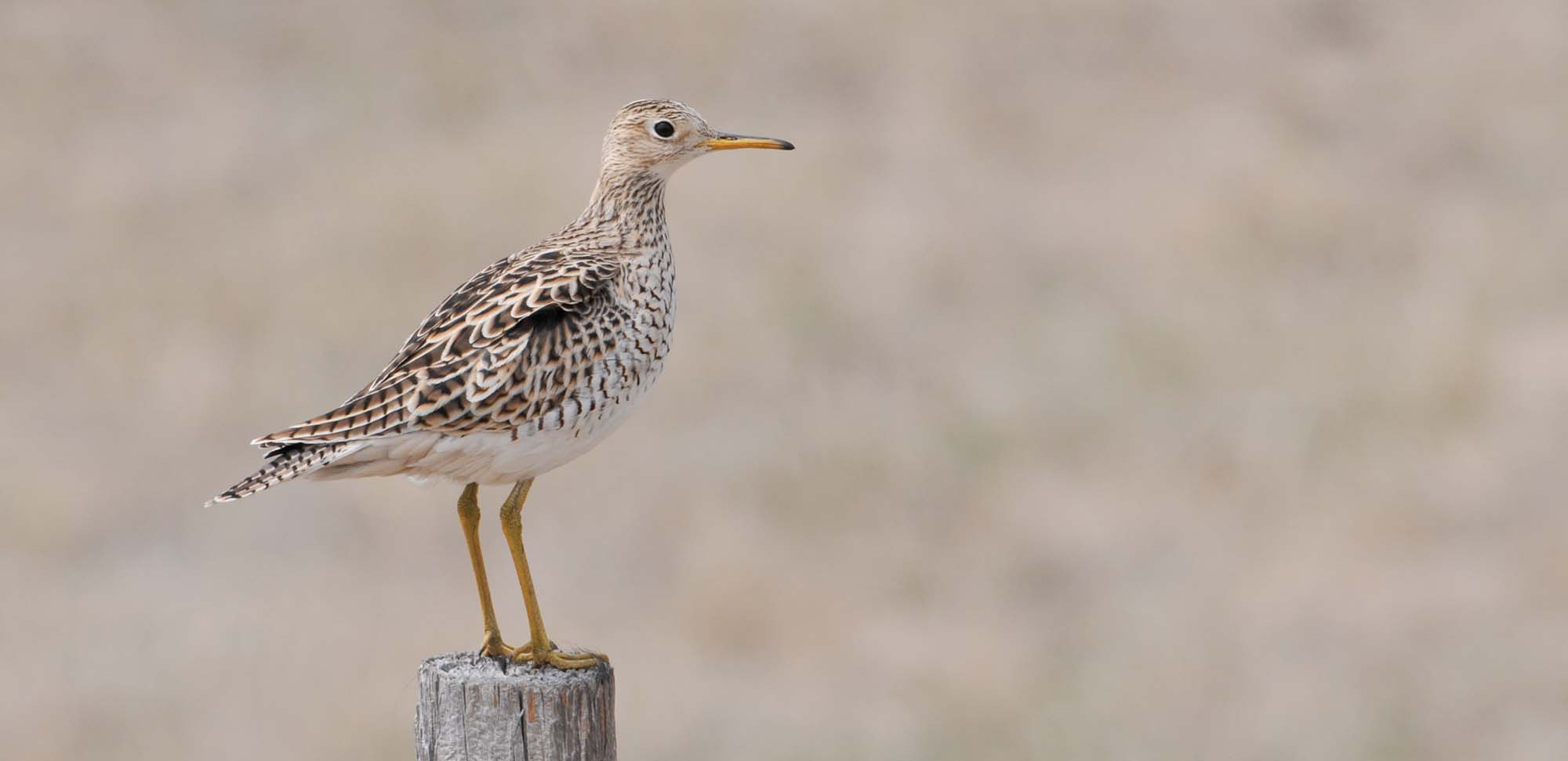 Upland Sandpiper Field Guides Birding Tours NORTH DAKOTA USA