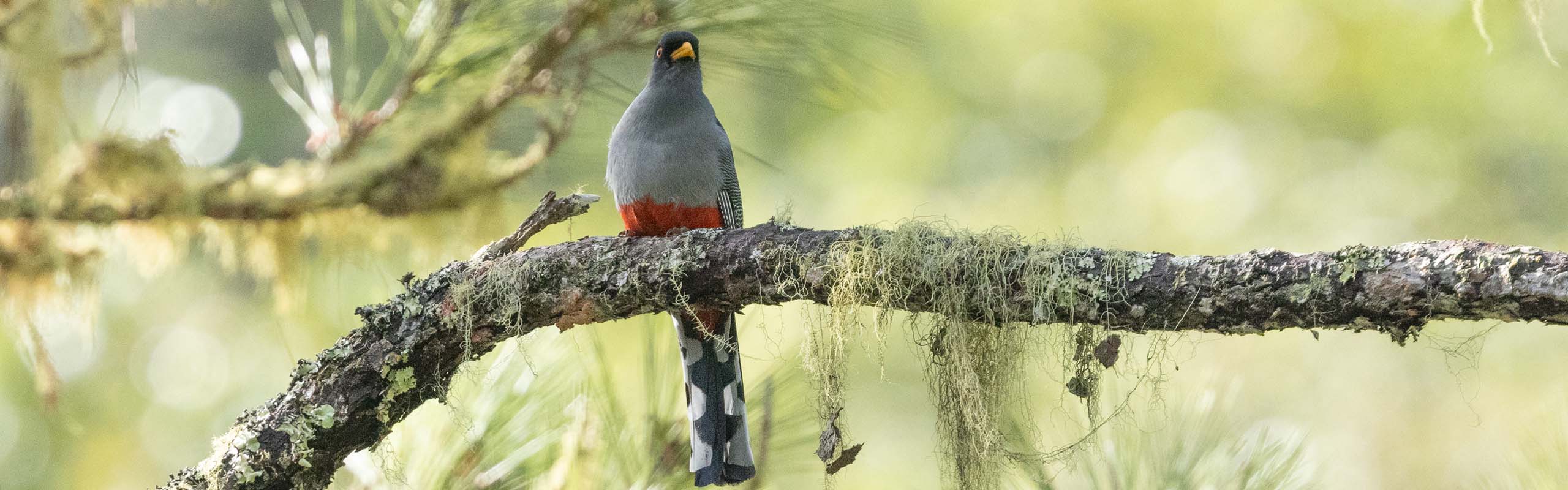 Hispaniolan Trogon Field Guides Birding Tours Dominican republic Hispaniolan Trogon Field Guides Birding Tours Dominican republic