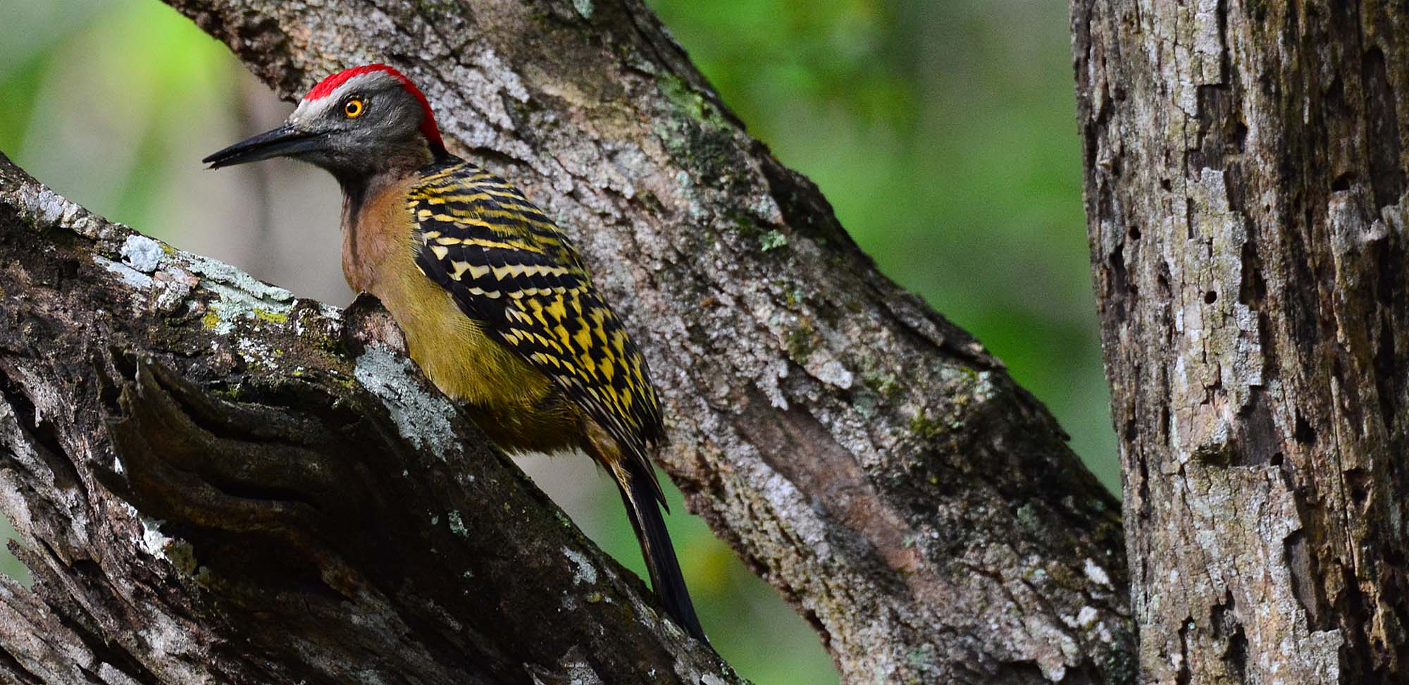 Hispaniolan Woodpecker Field Guides Birding Tours Dominican republic