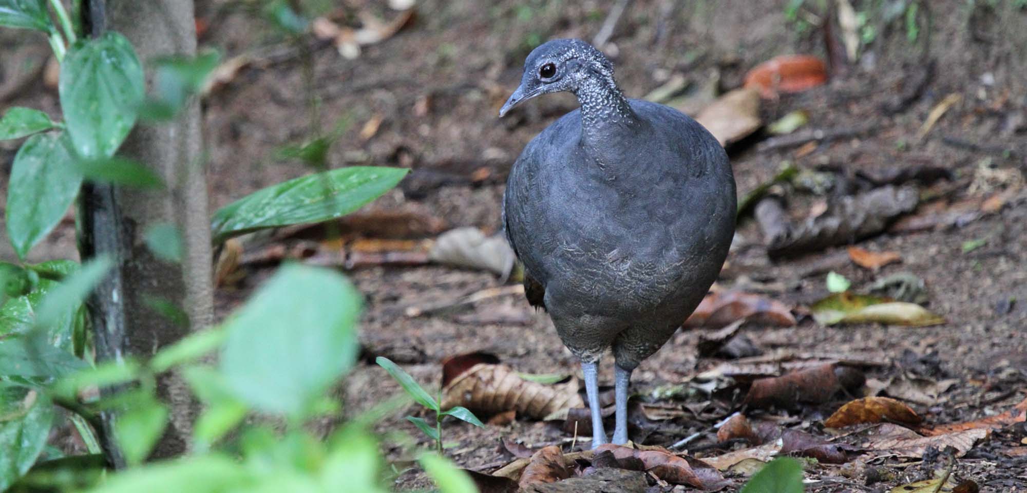 Gray Tinamou Field Guides Birding Tours Ecuador