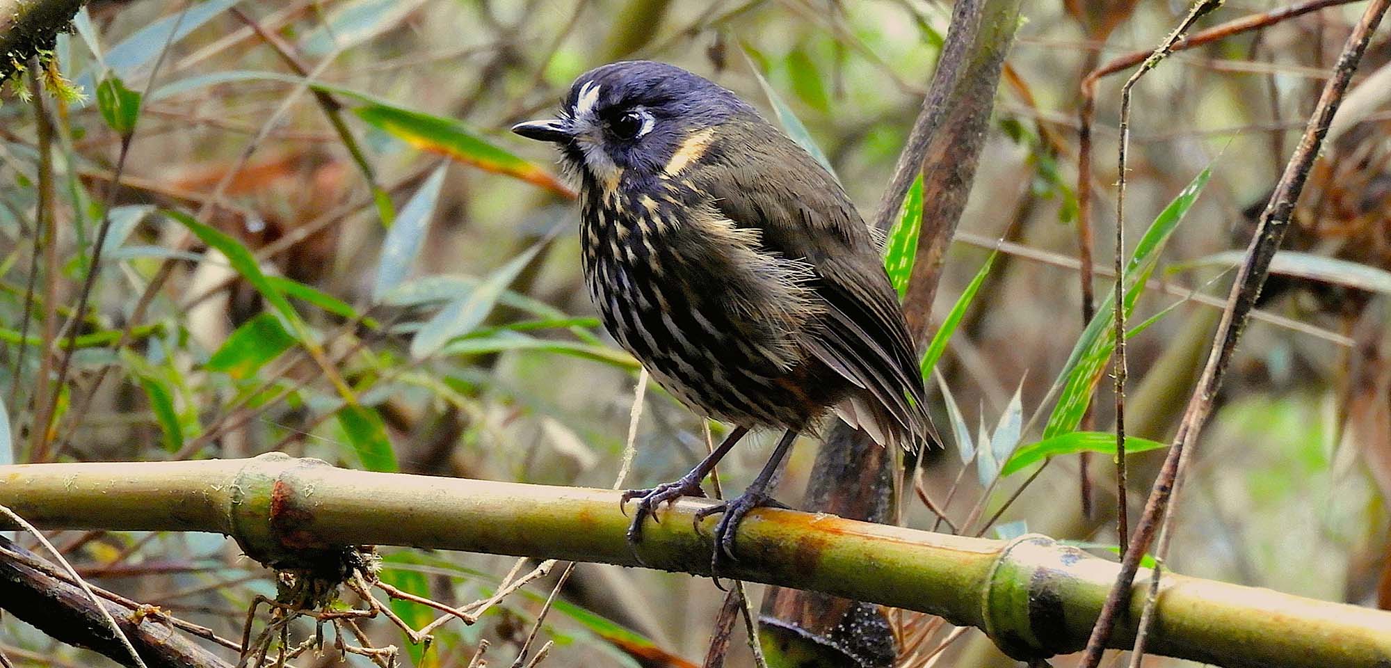 field guides birding tours ecuador