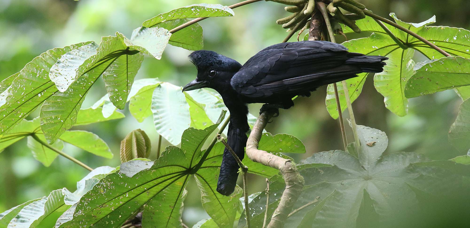 Long-wattled Umbrellabird Field Guides Birding Tours Ecuador