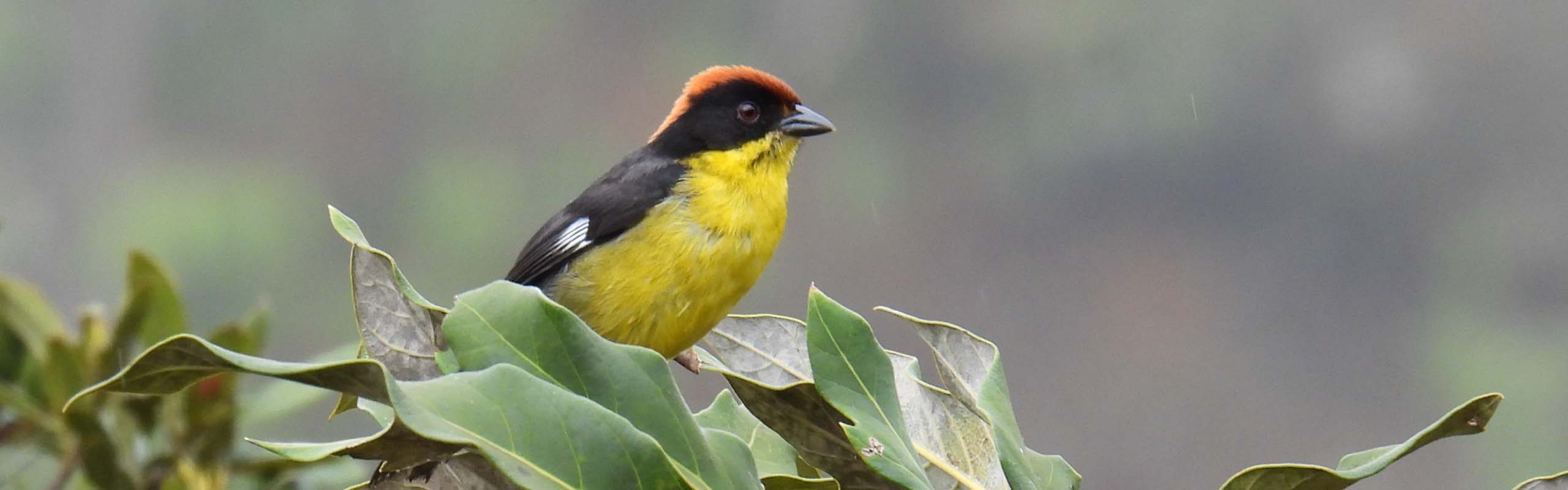 Yellow-breasted Brushfinch Field Guides Birding Tours Ecuador Yellow-breasted Brushfinch Field Guides Birding Tours Ecuador