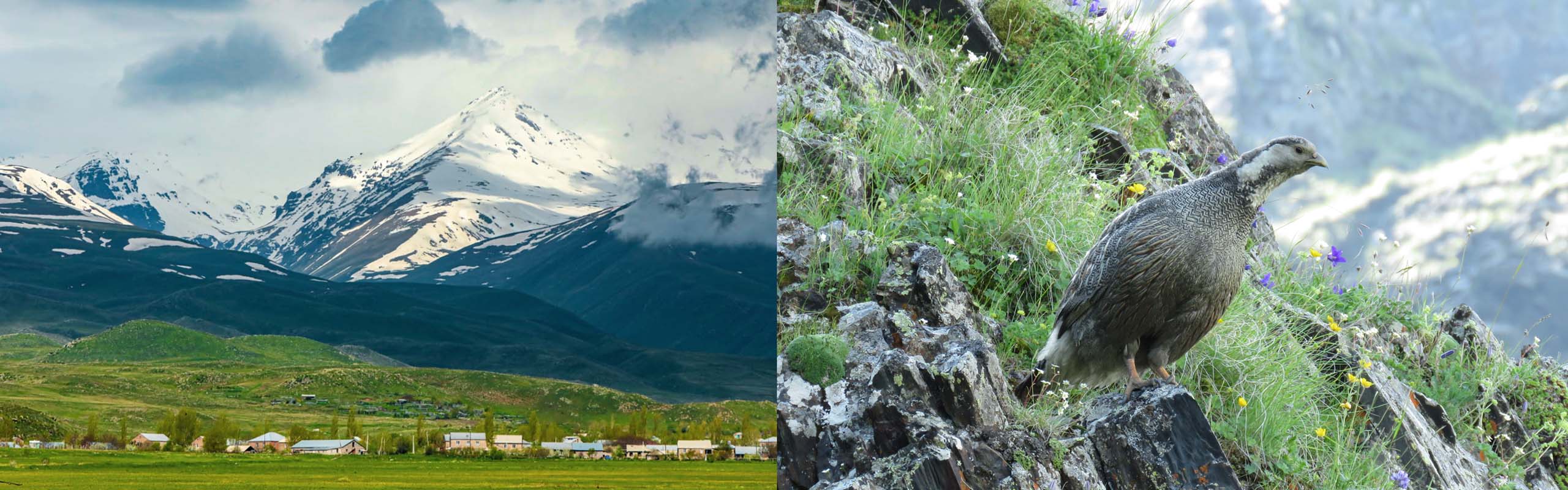 Mt Aragats Caspian Snowcock Field Guides Birding Tours Georgia Armenia Mt Aragats Caspian Snowcock Field Guides Birding Tours Georgia Armenia