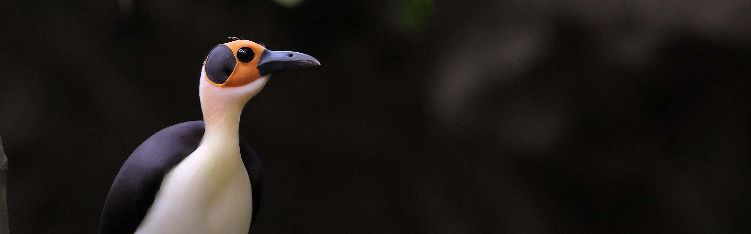 White-necked Rockfowl Field Guides Birding Tours Ghana White-necked Rockfowl Field Guides Birding Tours Ghana