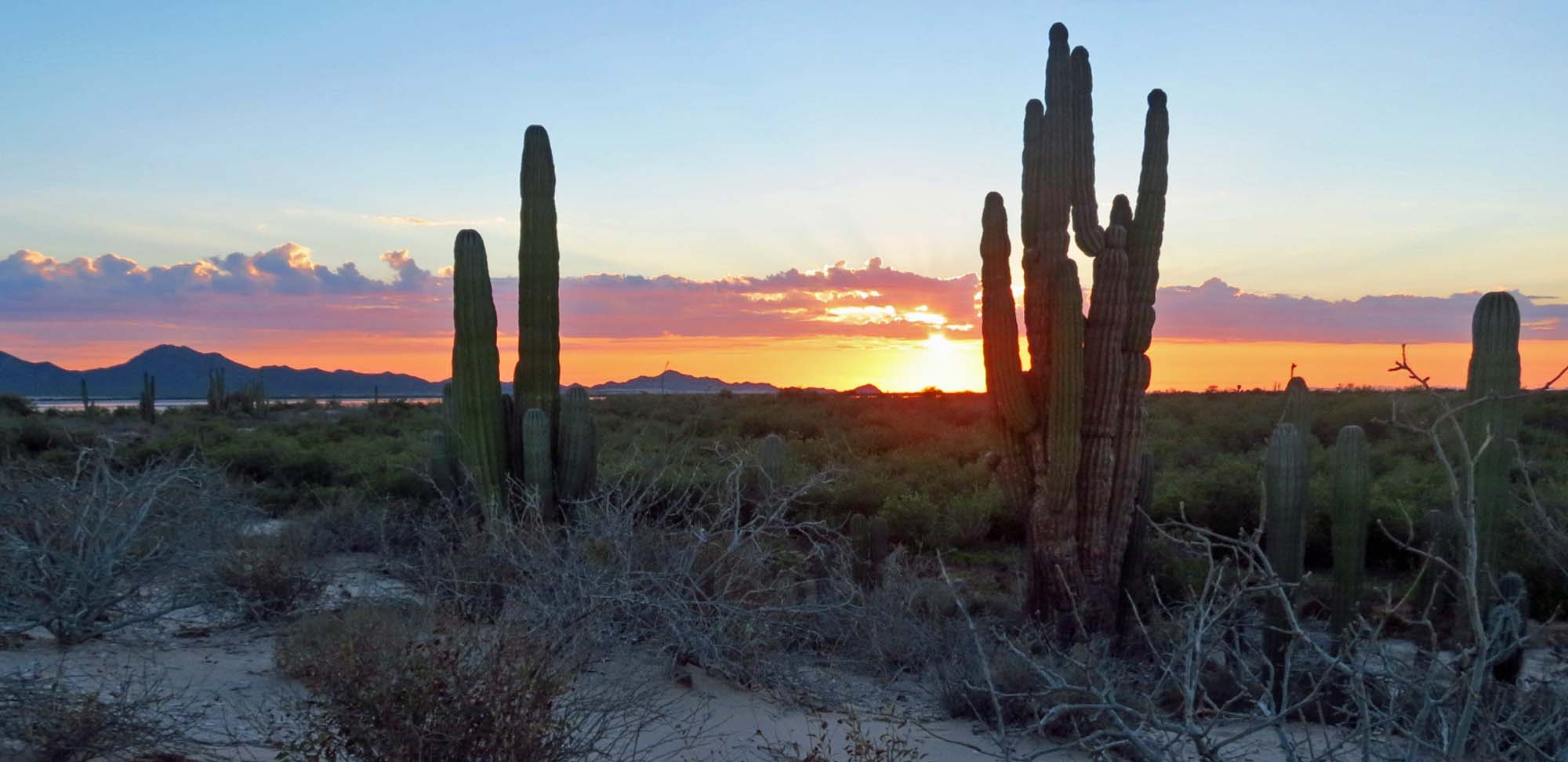 Desert Sunset Field Guides Birding Tours Mexico