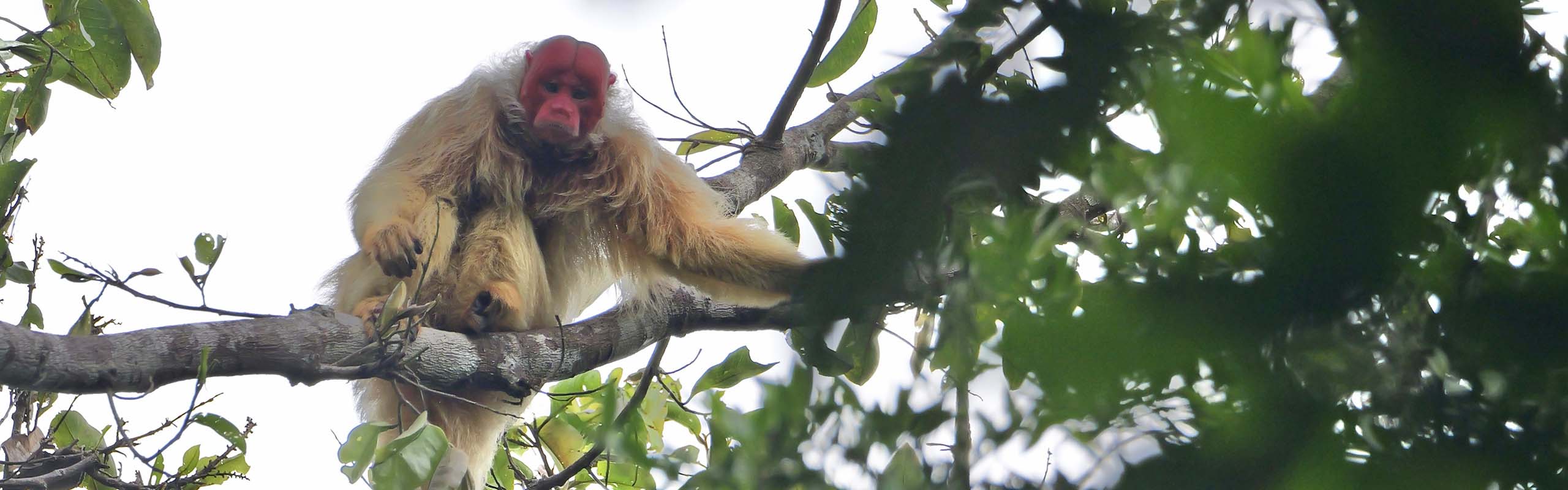 White Uakari Field Guides Birding Tours Brazil White Uakari Field Guides Birding Tours Brazil