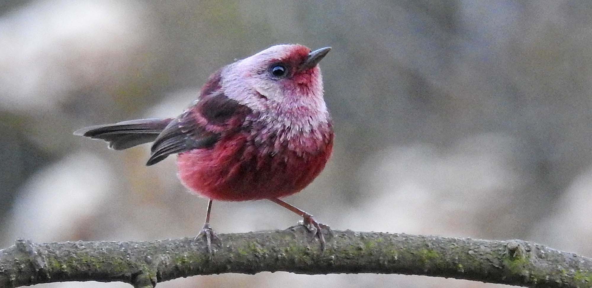 Pink-headed Warbler Field Guides Birding Tours Guatemala