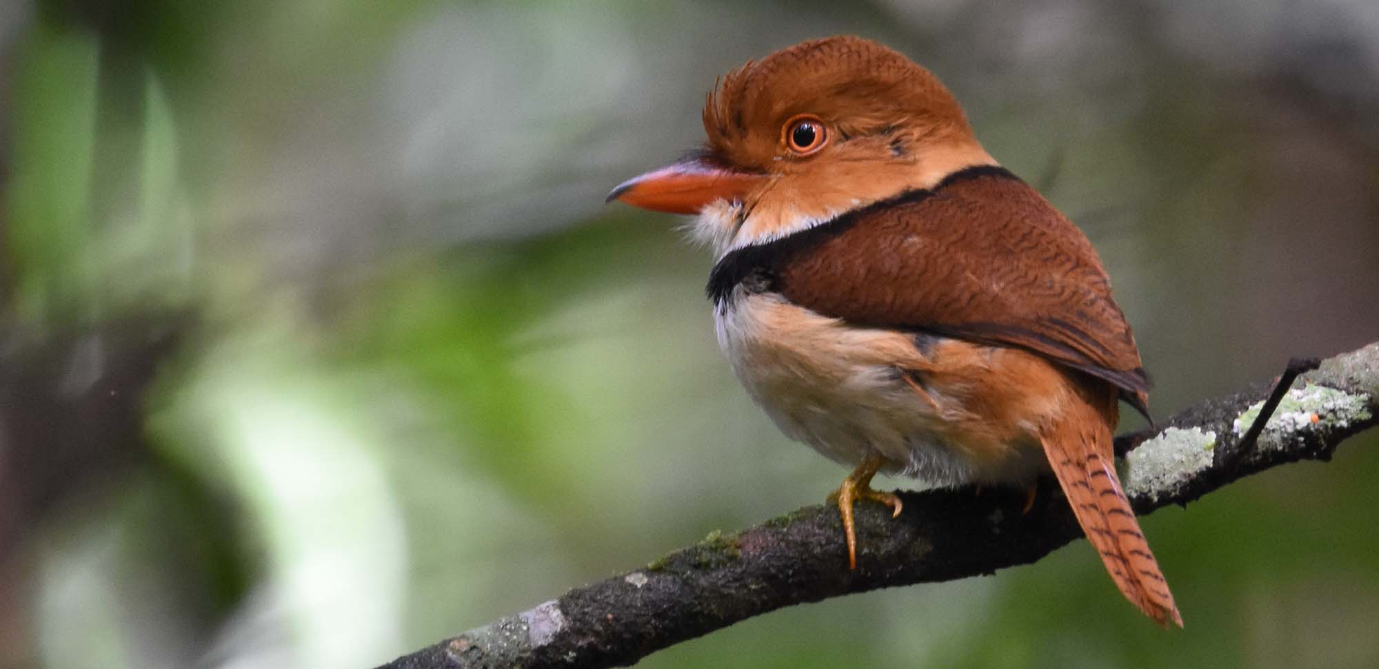 Collared Puffbird Field Guides Birding Tours Guyana
