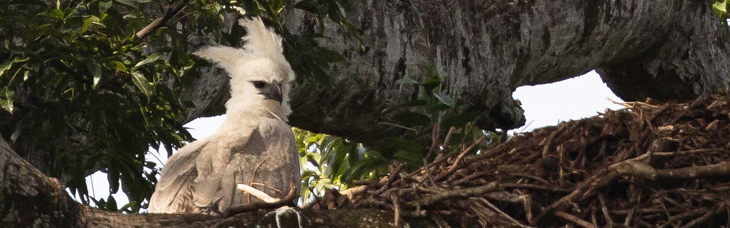 Harpy Eagle Field Guides Birding Tours Guyana
