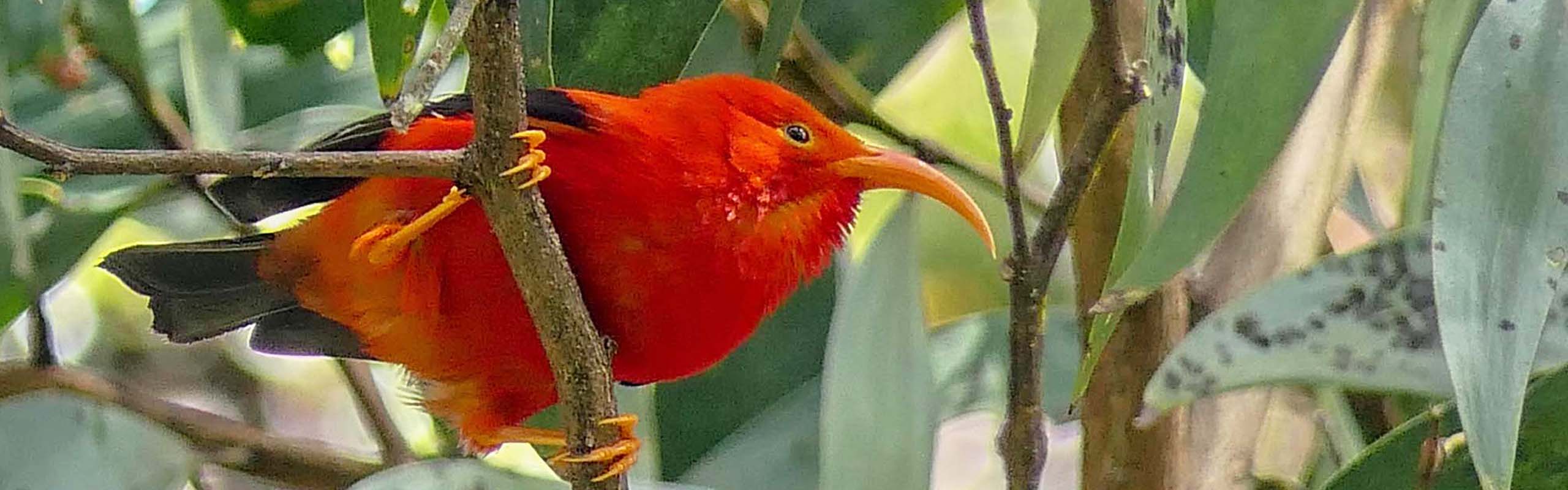 Iiwi 2 Field Guides Birding Tours HAWAII USA Iiwi 2 Field Guides Birding Tours HAWAII USA