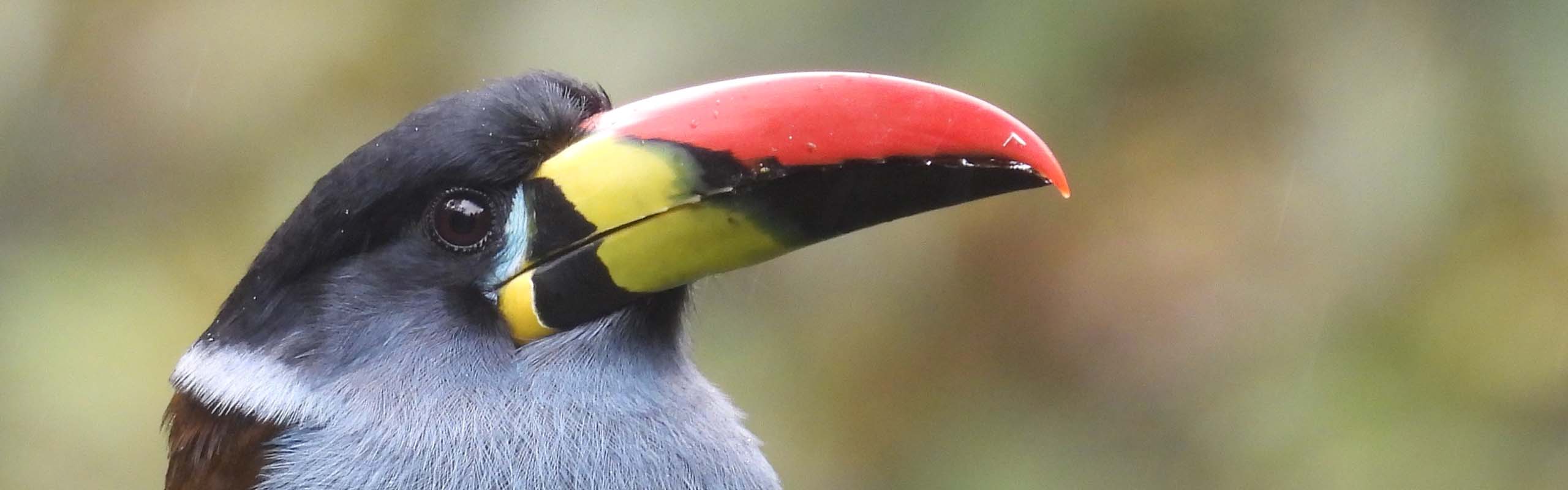 Gray-breasted Mountain-Toucan Field Guides Birding Tours Ecuador Gray-breasted Mountain-Toucan Field Guides Birding Tours Ecuador