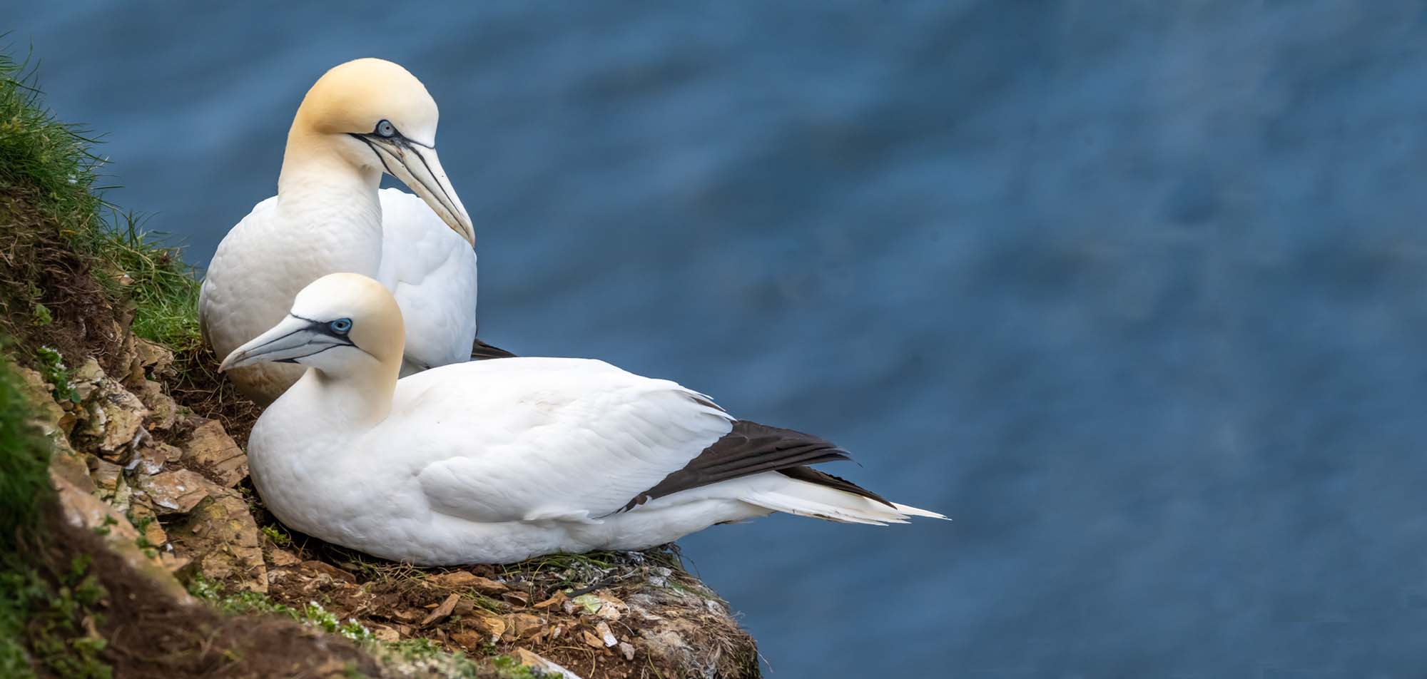 birding tours near me