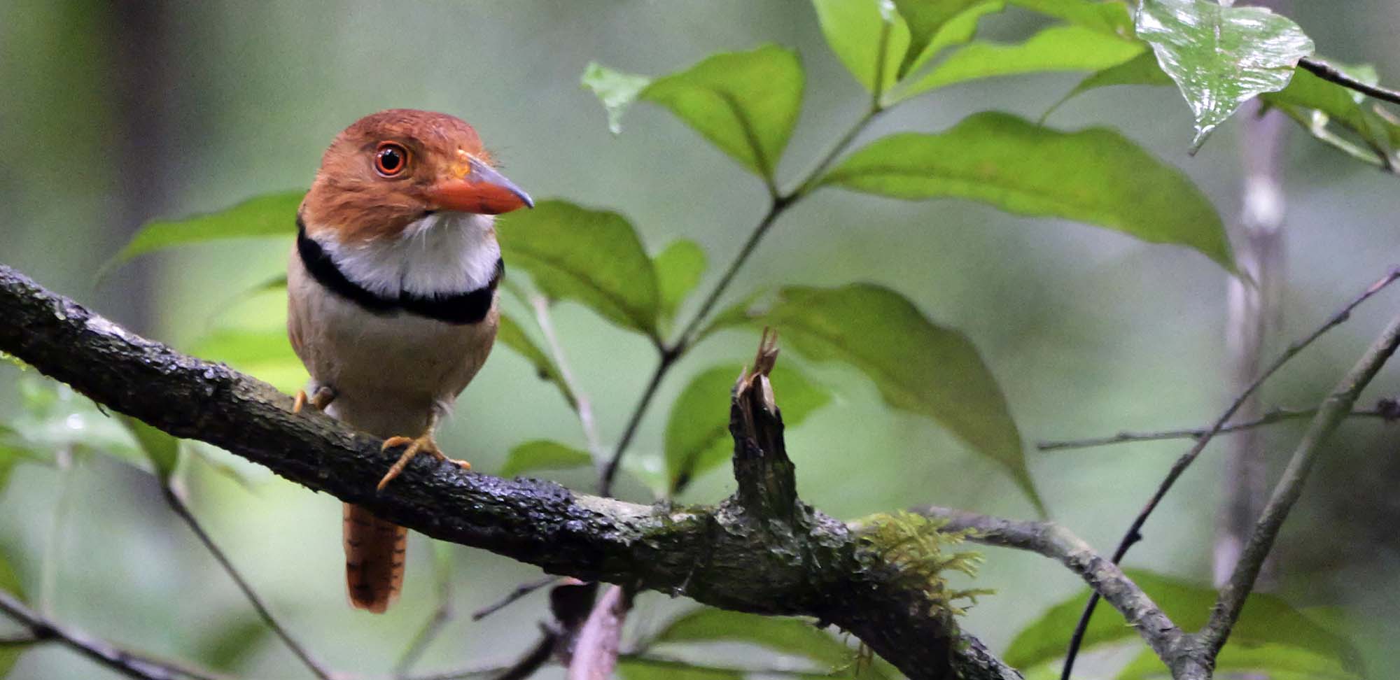 bird tours texas