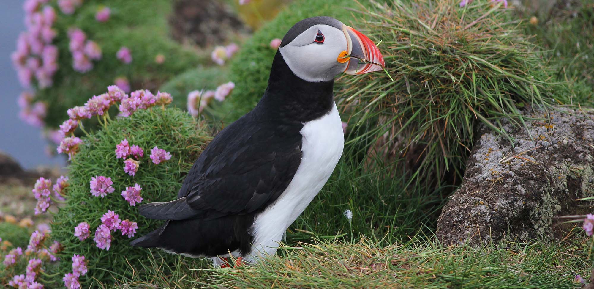 Atlantic Puffin Field Guides Birding Tours Iceland