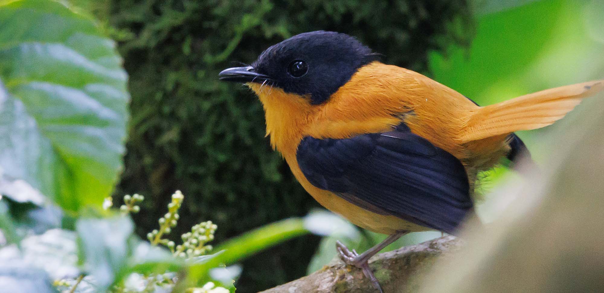 Black-and-orange Flycatcher Field Guides Birding Tours India
