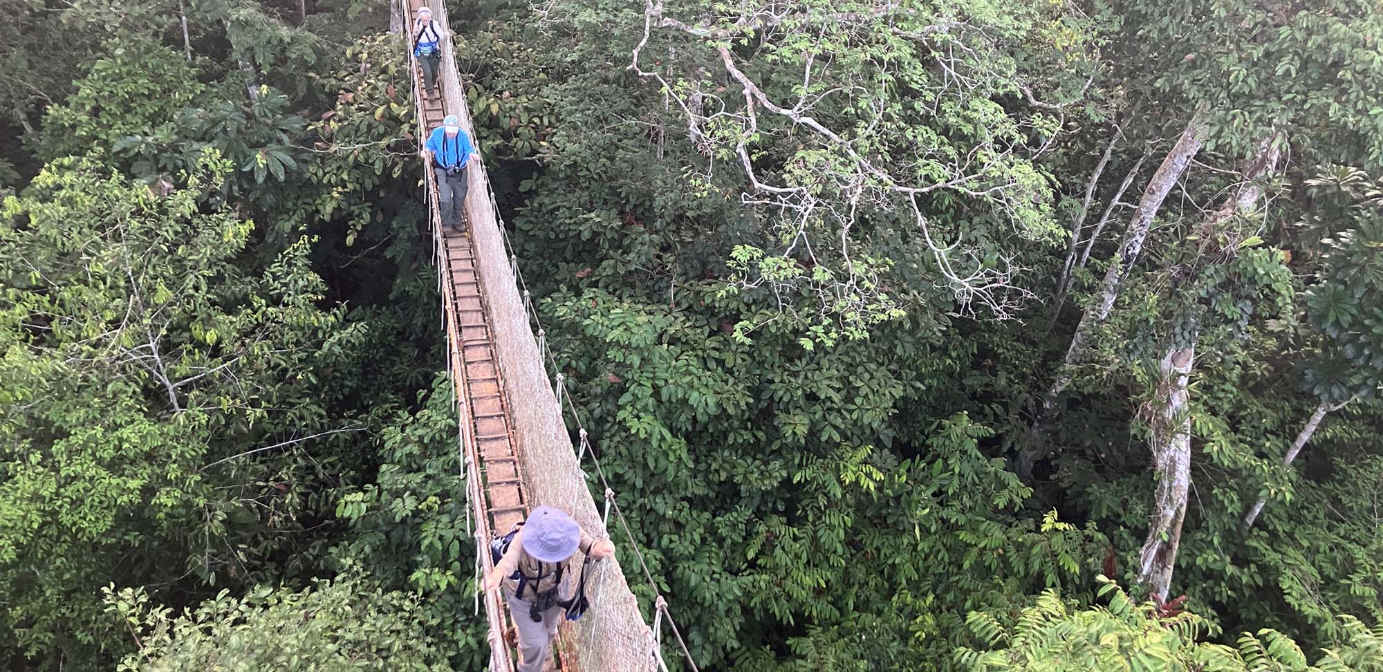 canopy walkway Field Guides Birding Tours Peru