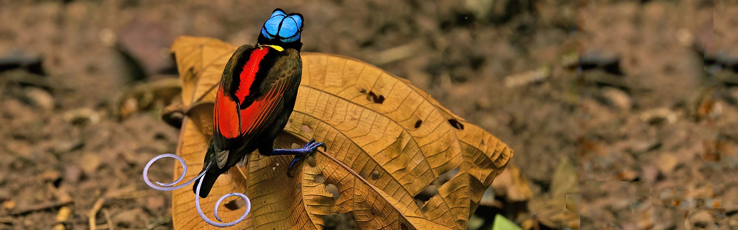 Wilson-Bird-of-paradise Field Guides Birding Tours Indonesia Wilson-Bird-of-paradise Field Guides Birding Tours Indonesia